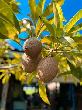 The fruit of a Sapodilla tree Stock Photos
