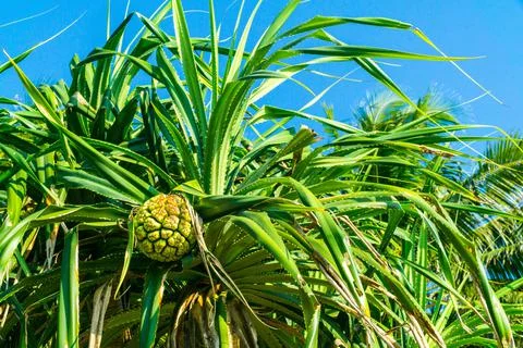 Fruit from Screw Pine, Pandanus tectorius, on a tropical Gaw Yan Gyi Island Stock Photos