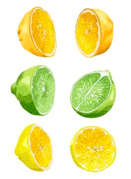 Fruit set with lime, orange and lemon in halves 스톡 일러스트