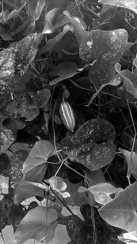 Fruit, Smokey BNW Stock-Footage 297477212