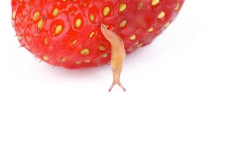 Fruit Snail Stock Photos
