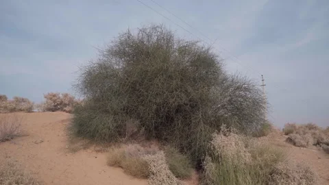 The fruit of this spiny shrub ‘Ker’ is used by the locals of Rajasthan Stock Footage 282792727