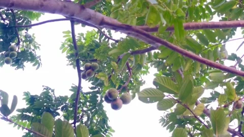 The fruit of Spondius mombin, also known as yellow mombin, hog plum, amra. Stock Footage 313802046