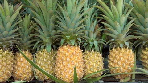 Fruit Stall with Pineapples Stock Footage 78088515