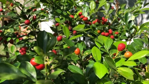 The fruit is starting to ripen and is ready to harvest Stock Footage 278569757
