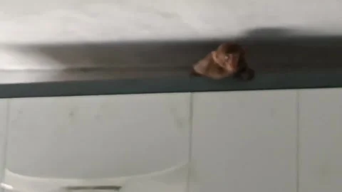 Fruit-Stealing Monkey Caged After Raids On Homes In Bursa, Turkey 스톡 동영상 247497729