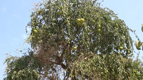 Fruit of the Strychnos spinosa tree known as natal orange or monkey orange Video stock 249239288