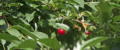 Fruit of tart cherry by late spring 5.7k anamorphic video Stock Footage 311973584