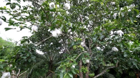 Fruit thai 스톡 동영상 24875228