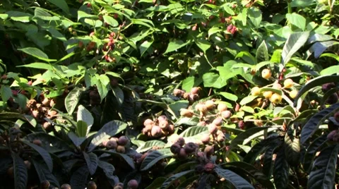 Fruit tree 01 Stock Footage 8677482