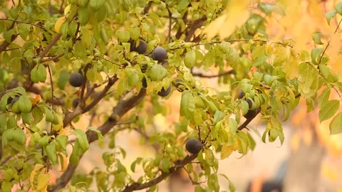 Fruit on the tree 1 Stock Footage 325600606