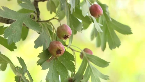 Fruit on the tree 10 Stock Footage 325600629