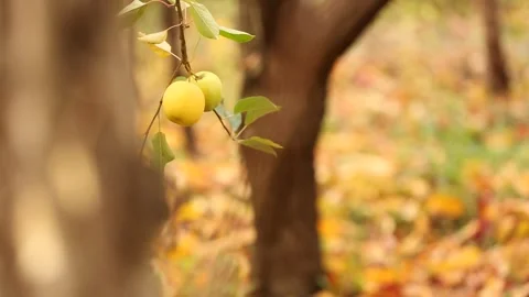 Fruit on the tree 2 Stock Footage 325600604