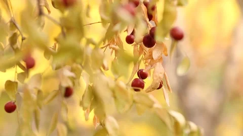 Fruit on the tree 5 Stock Footage 325600618