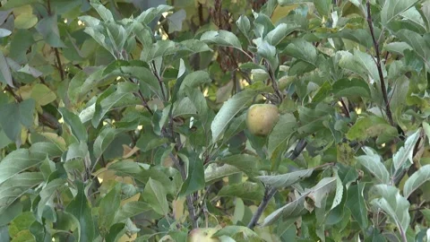 Fruit on the tree 7 Video stock 325600619