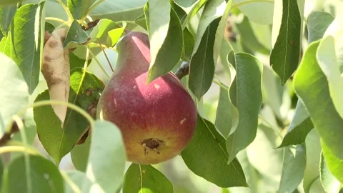 Fruit on the tree 9 Stock Footage 325600628