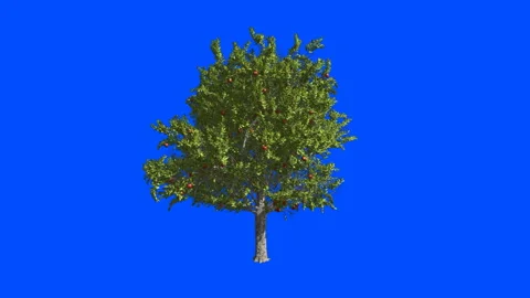 Fruit tree apple-tree. Blue screen alpha. Stock Footage 89359739