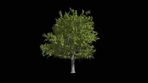 Fruit tree apple-tree. Format MOV, codec png with alpha channel Stock Footage 89361345