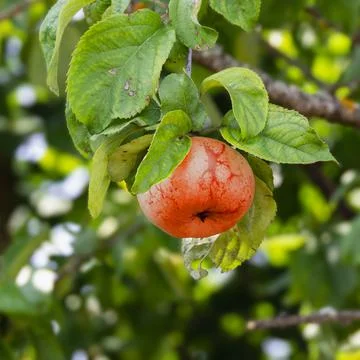 Fruit tree with apples Stock Photos