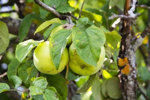 Fruit tree with apples Stock Photos