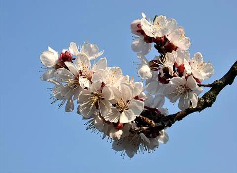 Fruit tree apricot Stock Photos