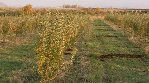 Fruit tree arranged in a row 1 Video stock 317341375