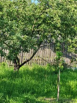 Fruit Tree in Backyard During Summer Stock Photos