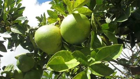 A fruit on a tree | Bali, Indonesia | 4K video Stock Footage 169070799