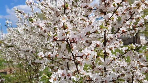 Fruit tree in bloom 스톡 동영상 88712718