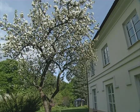 Fruit tree bloom spring Stock Footage 10742652