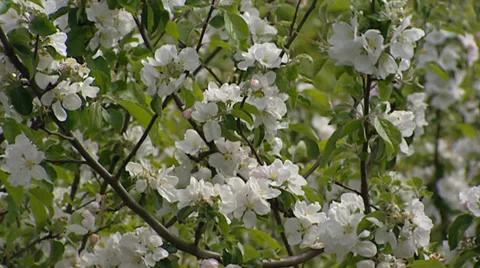 Fruit tree in bloom, white blossoms - full screen 動画素材 34496770