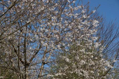 The fruit tree bloomed and filled with the power of the sun Stock Photos