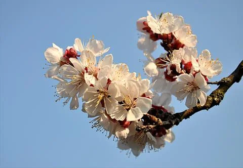 The fruit tree bloomed, the apricot tree Stock Photos