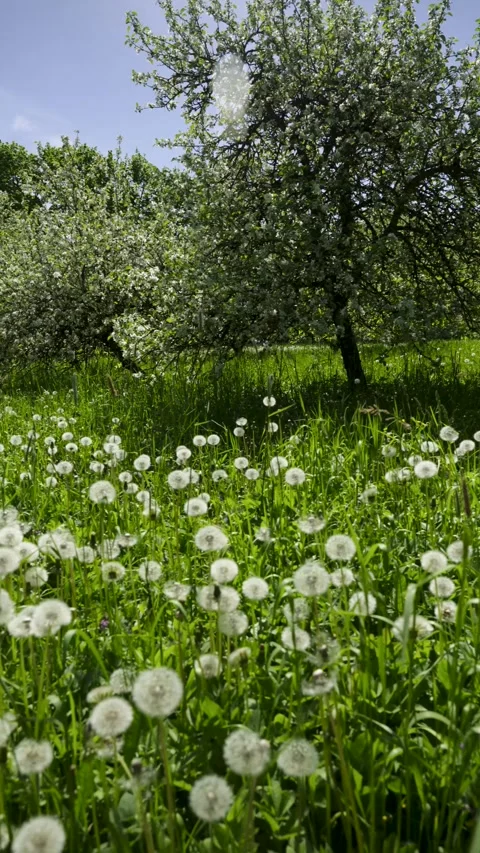 The fruit tree bloomed with white flowers Stock Footage 310197816