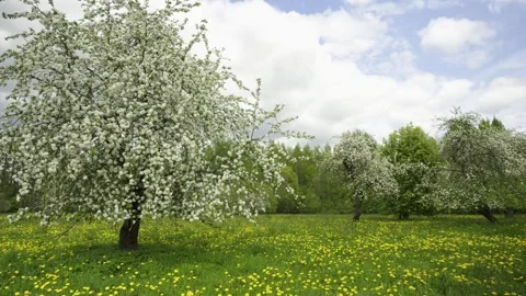The fruit tree bloomed with white flowers Stock Footage 322118870