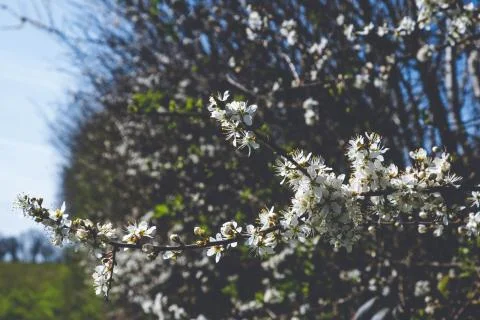 Fruit tree bloomed with white flowers Stock Photos