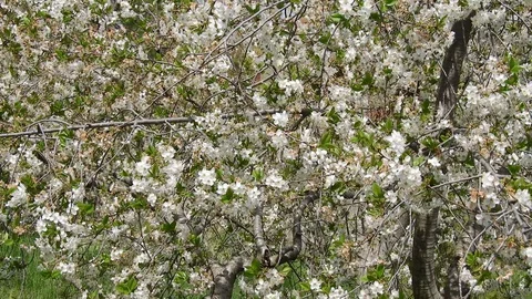 Fruit tree blooming in spring Vídeo Stock 129857498