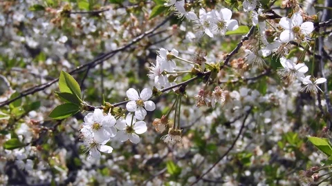 Fruit tree blooming in spring 스톡 동영상 129857500