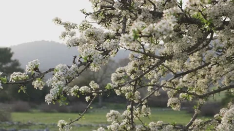 Fruit Tree Blooming in Spring 스톡 동영상 218432564
