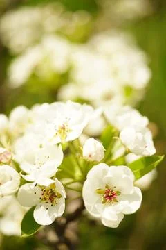 Fruit tree blooming, spring time pear branches blossom Stock Photos