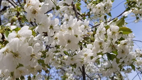 Fruit tree blooms Stock Footage 99938223