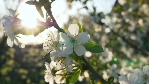 Fruit Tree Blossom In Backyard Garden Spring Season In Ukrainian Village Country Stock Footage 195002887