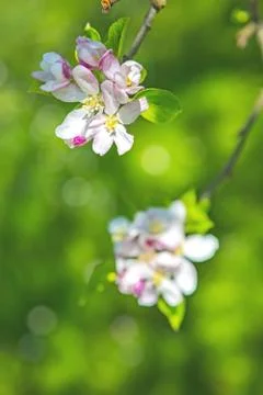 Fruit tree blossom close-up. Shallow depth of field Stock Photos