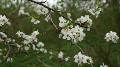 Fruit tree blossom 스톡 동영상 179105745