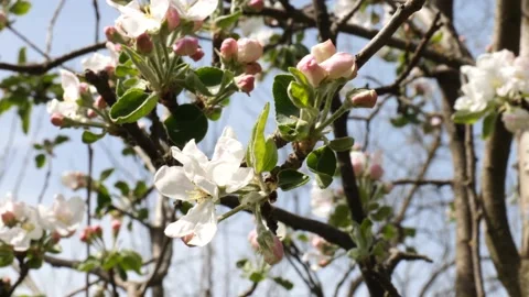 Fruit tree blossom 스톡 동영상 185060355