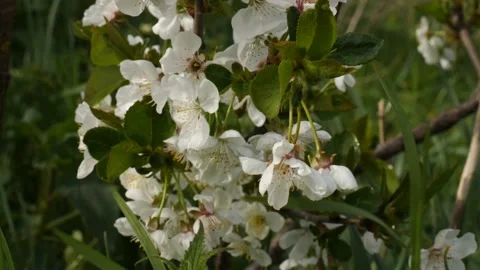 Fruit tree blossom 스톡 동영상 185060501