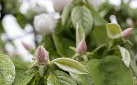 Fruit tree blossom that has budded in spring Stock Photos