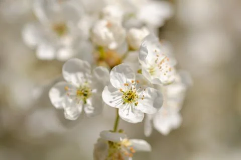 Fruit tree blossom Stock Photos