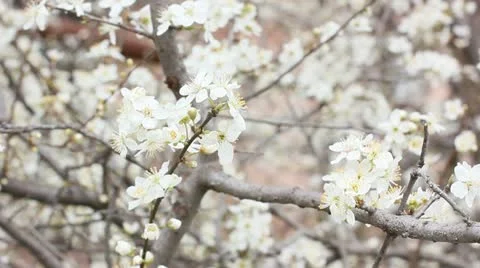 Fruit tree blossom in spring Stock Footage 22351632