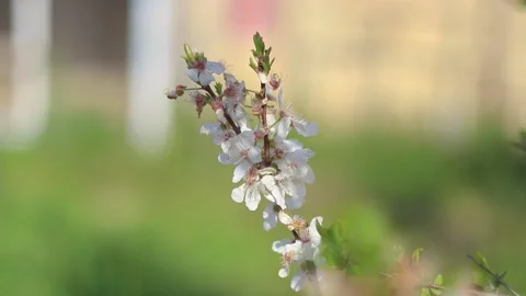 Fruit Tree Blossom in Spring Stock Footage 233858582